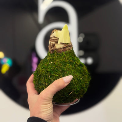 Hand holding a moss covered amaryllis bulb with a blurred background